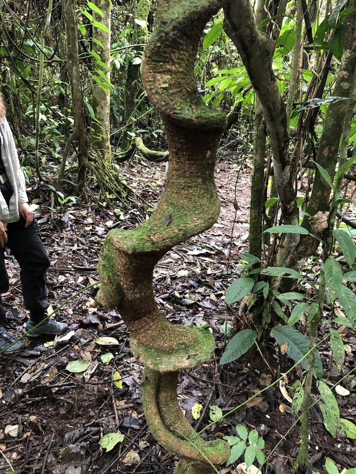 Ствол энтады гигантской. Фото с сайта <!--noindex--><a href="https://pikabu.ru/story/yentada_13285134?u=http%3A%2F%2Fknowyourweeds.com&t=knowyourweeds.com&h=8e951cd43f2082dd57db5d1c917e7429c670e796" title="http://knowyourweeds.com" target="_blank" rel="nofollow noopener">knowyourweeds.com</a><!--/noindex-->.