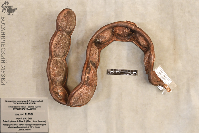 Плод энтады фасолевидной (Entada phaseoloides) из коллекции Ботанического музея БИН РАН.