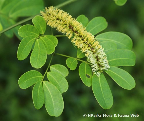 Соцветия и листья энтады спиральной. Фото с сайта <!--noindex--><a href="https://pikabu.ru/story/yentada_13285134?u=http%3A%2F%2Fnparks.gov.sg&t=nparks.gov.sg&h=d27aa23116e9ab81a7d5d16c145cbd44dbc74256" title="http://nparks.gov.sg" target="_blank" rel="nofollow noopener">nparks.gov.sg</a><!--/noindex-->.
