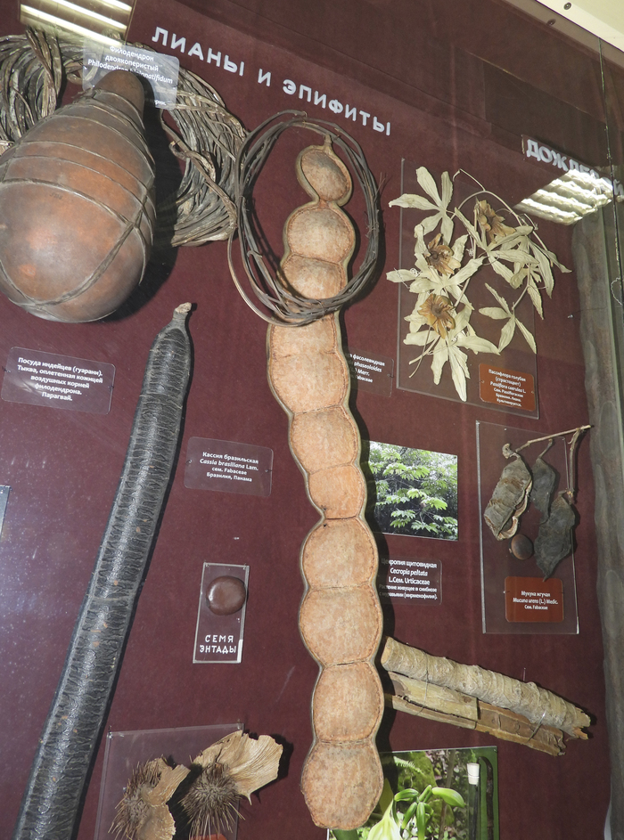 Плод энтады фасолевидной. Из экспозиции Ботанического музея БИН РАН. 