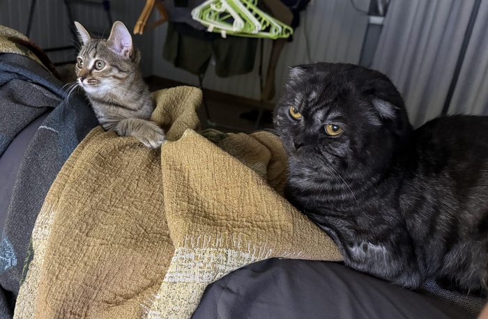 Ведут наблюдение за происходящим на телеке. В этот момент был Дюнкерк. Нолан умеет. Даже коты заценили.