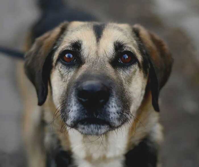 Остановитесь, поглядите в эти глаза, смотрящие в самую душу...спасите от бесконечной тоски и одиночества...ПОДАРИТЕ ЕМУ ДОМ