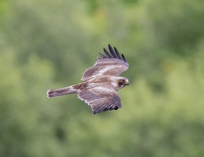 <!--noindex--><a href="https://pikabu.ru/story/orelkarlik_13286726?u=https%3A%2F%2Fru.wikipedia.org%2Fwiki%2F%25D0%259E%25D1%2580%25D1%2591%25D0%25BB-%25D0%25BA%25D0%25B0%25D1%2580%25D0%25BB%25D0%25B8%25D0%25BA&t=https%3A%2F%2Fru.wikipedia.org%2Fwiki%2F%D0%9E%D1%80%26%231105%3B%D0%BB-%D0%BA%D0%B0%D1%80%D0%BB%D0%B8%D0%BA&h=2c65c36df18a0e5861b9b176eb5bdf5b9b74c7f2" title="https://ru.wikipedia.org/wiki/%D0%9E%D1%80%D1%91%D0%BB-%D0%BA%D0%B0%D1%80%D0%BB%D0%B8%D0%BA" target="_blank" rel="nofollow noopener">https://ru.wikipedia.org/wiki/&#1105;-</a><!--/noindex-->