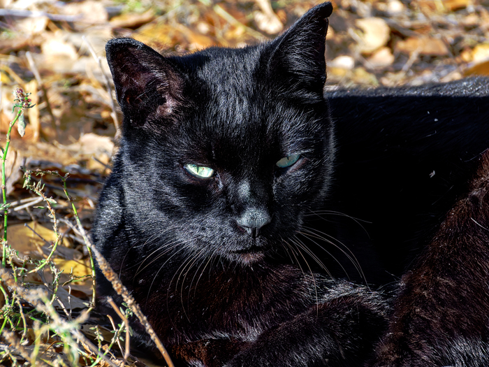 Осенний черный