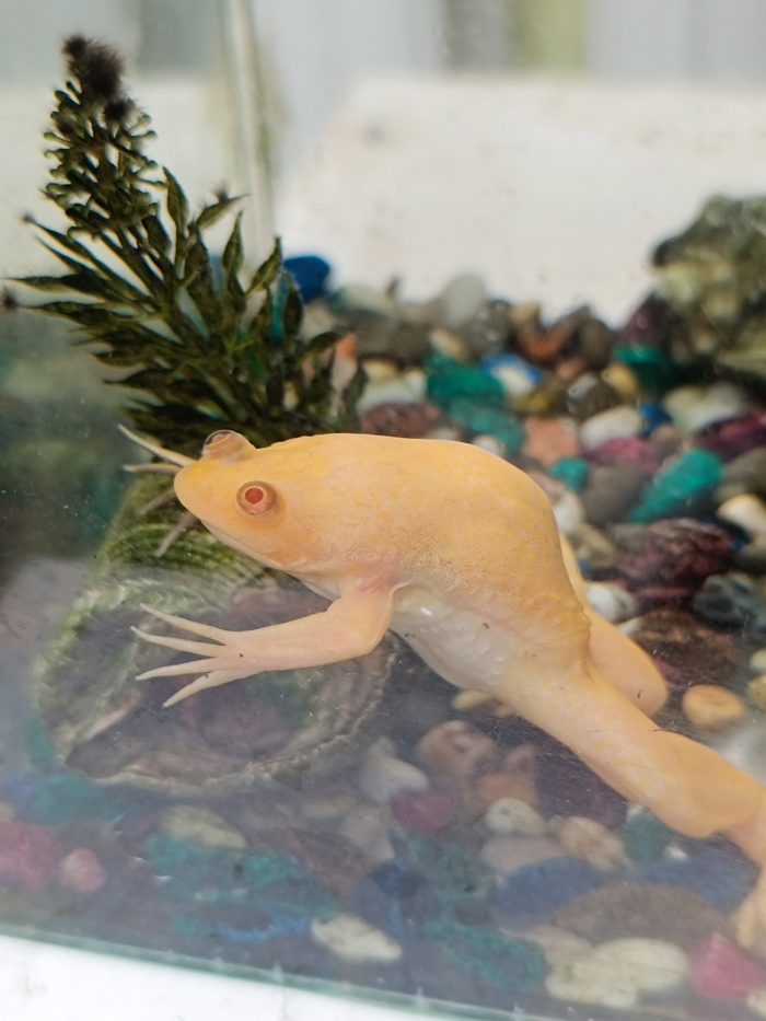 Среда пришла - неделя прошла