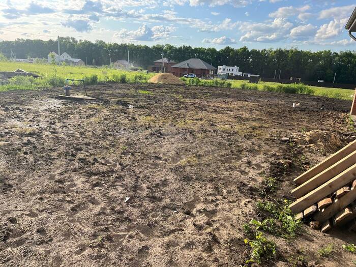 первые зеленые побеги