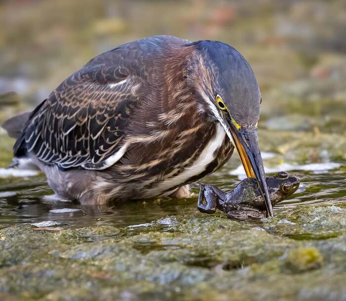 Американская зелёная кваква.