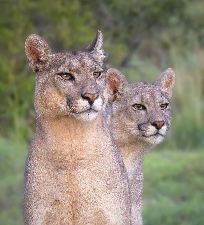 Высматривают