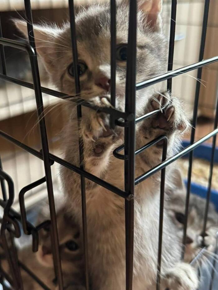Котёнка выкинули из дома из-за.. цветочного горшка...