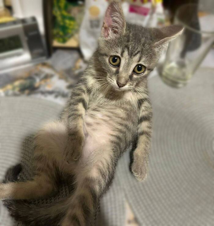 Котёнка выкинули из дома из-за.. цветочного горшка...