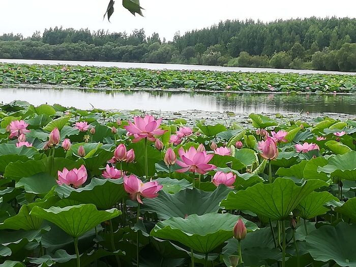 Лотос орехоносный, Приморский Край. Фото с сайта <!--noindex--><a href="https://pikabu.ru/story/lotos_post_1_13306198?u=http%3A%2F%2Fdzen.ru&t=dzen.ru&h=4df646f52a546fe378290929d40cca90ccf2902a" title="http://dzen.ru" target="_blank" rel="nofollow noopener">dzen.ru</a><!--/noindex-->.