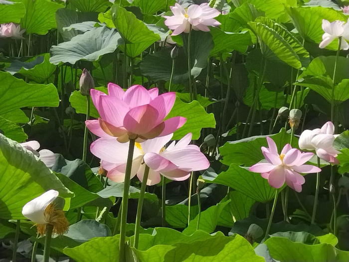 Лотосы в Амурской области. Фото с сайта <!--noindex--><a href="https://pikabu.ru/story/lotos_post_1_13306198?u=http%3A%2F%2Fblagoveshensk.bezformata.com&t=blagoveshensk.bezformata.com&h=0a97df324f02689b11076abf5303dfbba7e4974f" title="http://blagoveshensk.bezformata.com" target="_blank" rel="nofollow noopener">blagoveshensk.bezformata.com</a><!--/noindex-->.