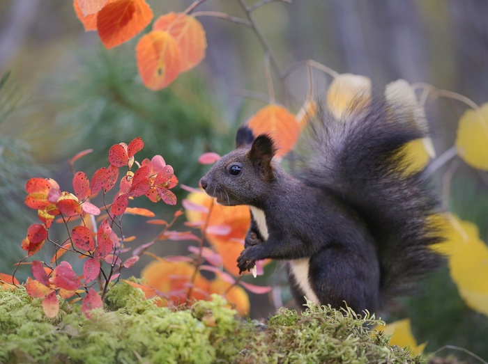 Белка у кустика голубики. Фото Е. Левина.