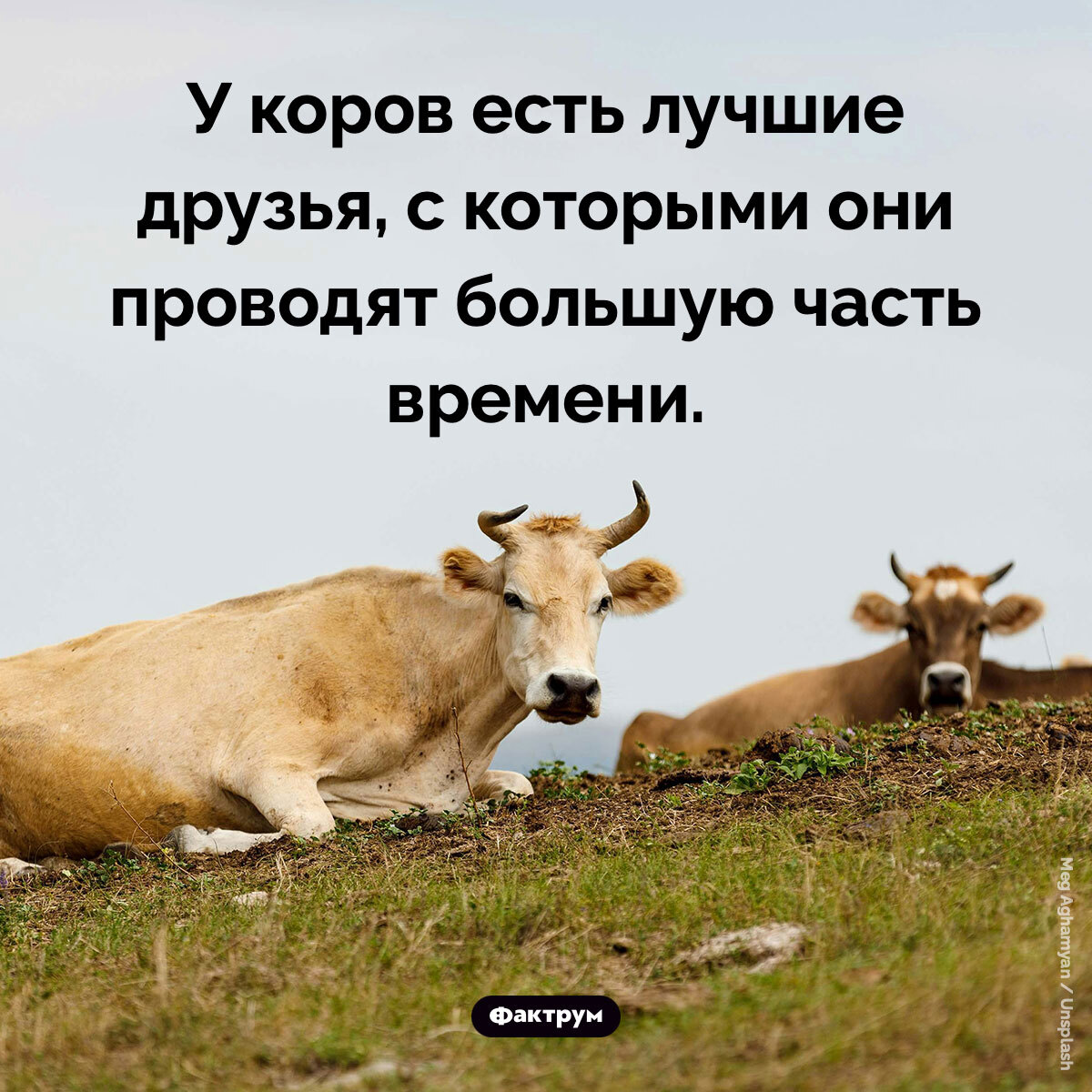 Interesting Facts #202 - Picture with text, Informative, A selection, Facts, Factrum