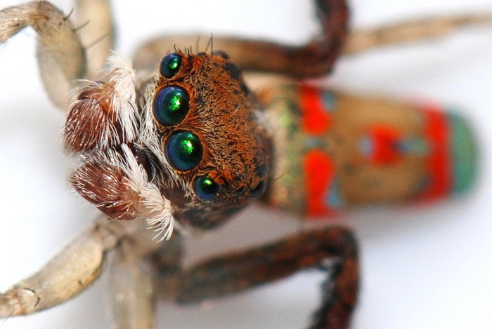 Maratus pavonis