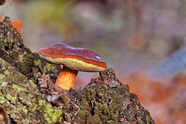 Фото свежее - вчера сделала на грибной фото-охоте. Не скажу с точностью - что это за гриб, я их не собираю, но фотографирую. Мимо такого красавца не могла пройти.