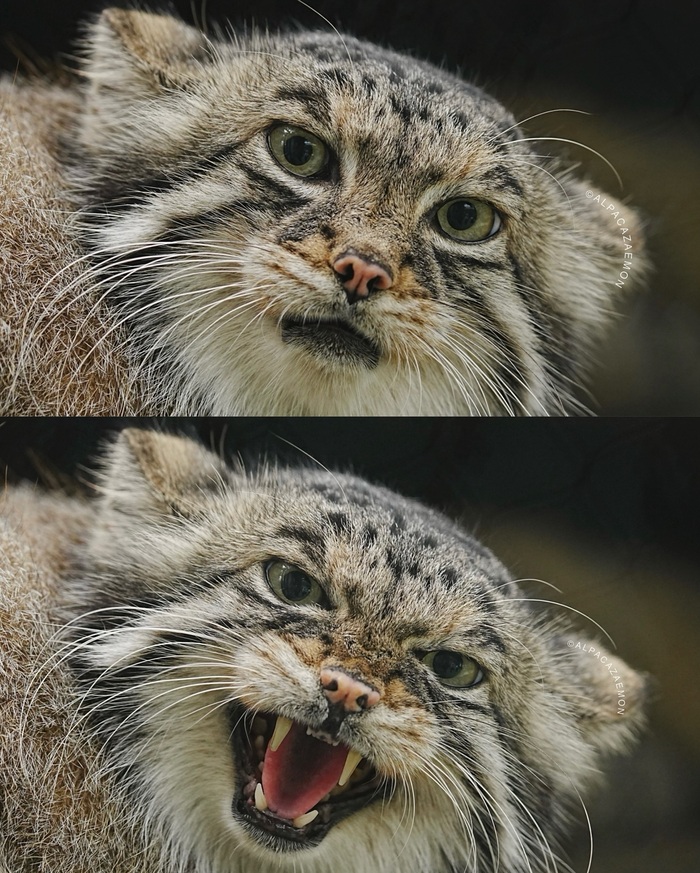 ������� ��