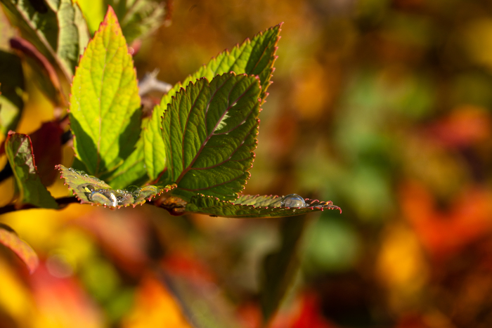 Краски осени