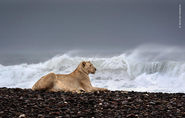  .  <a href="https://pikabu.ru/story/lvitsa_okhranyaet_tushu_morskogo_kotika_na_poberezhe_v_namibii_13300616?u=https%3A%2F%2Ft.me%2Fvokrugsveta1861%2F18994&t=%D0%BE%D1%82%D1%81%D1%8E%D0%B4%D0%B0&h=874b2c4a5040488a3c2085d2888be57b12d3c8fd" title="https://t.me/vokrugsveta1861/18994" target="_blank" rel="nofollow noopener"></a>