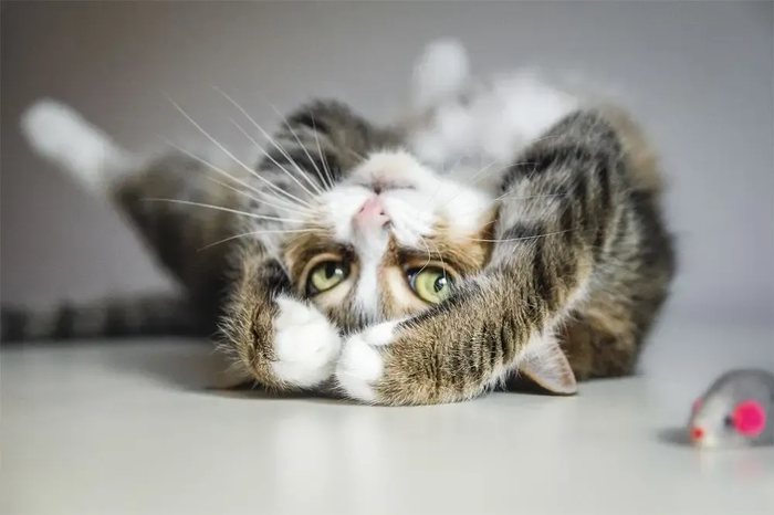 : <!--noindex--><a href="https://pikabu.ru/story/samyie_krasivyie_kotiki_v_mire_s_fotopremii_35awards_13301133?u=http%3A%2F%2F35awards.com&t=35awards.com&h=ff49f1d687c5dfa16f8c1d7ab266c14447103d5f" title="http://35awards.com" target="_blank" rel="nofollow noopener">35awards.com</a><!--/noindex-->