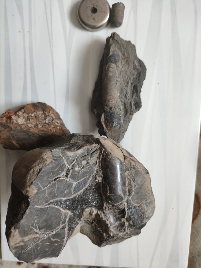 Окаменелости возможно принадлежащие одному виду, но не белемниту как ранее думал