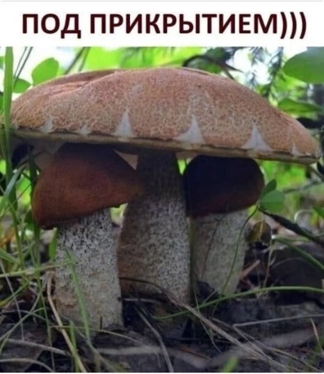 � ��������