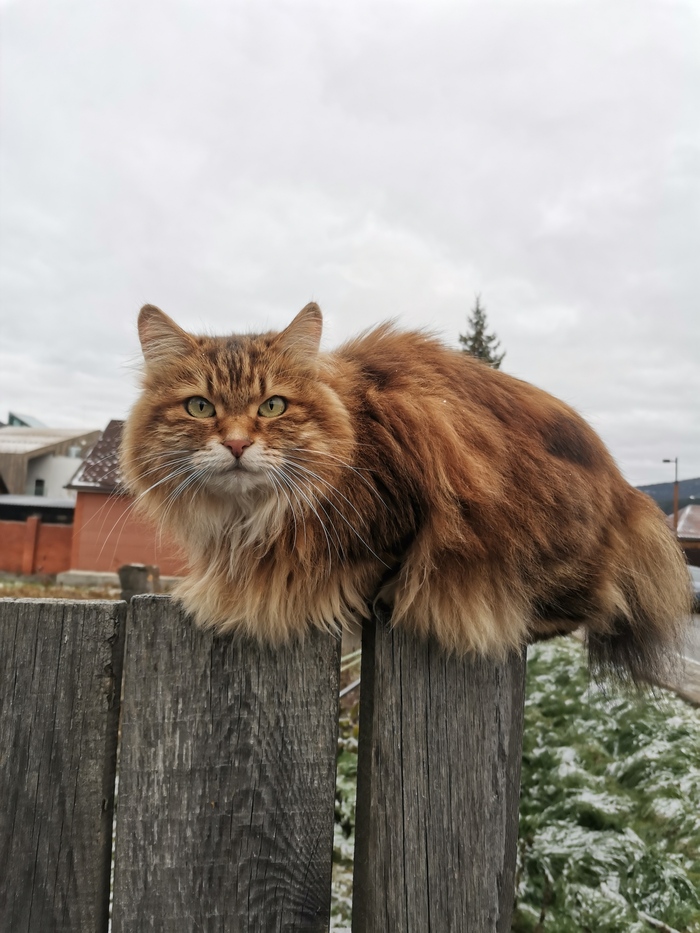 На насесте)