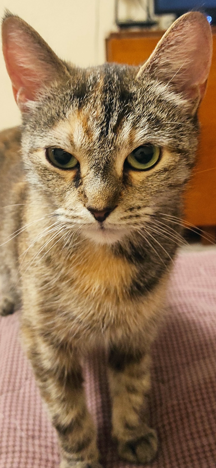 Кошка явно не довольна