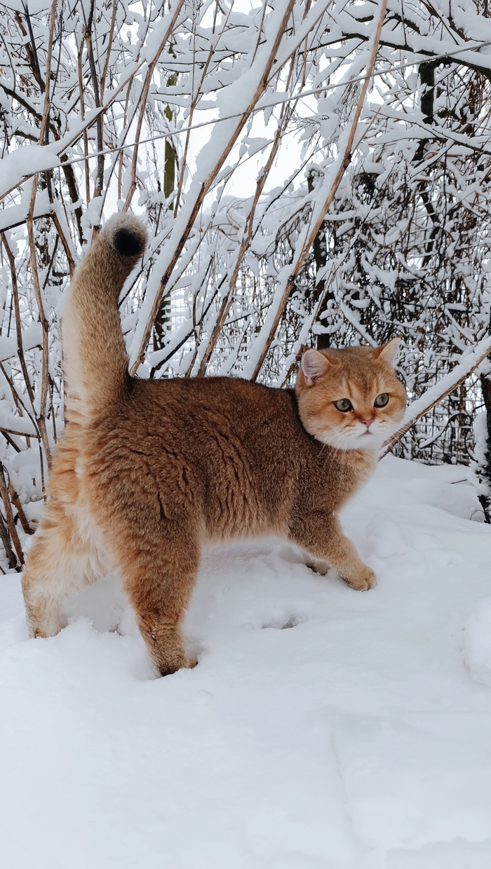 Пушистик на фоне пушистого снега