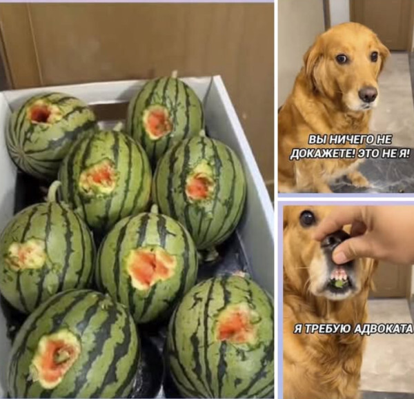 Не важно, кто ты — человек или пёс. Рано или поздно тебе придётся звать адвоката