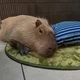 ������ ������������ user11227982