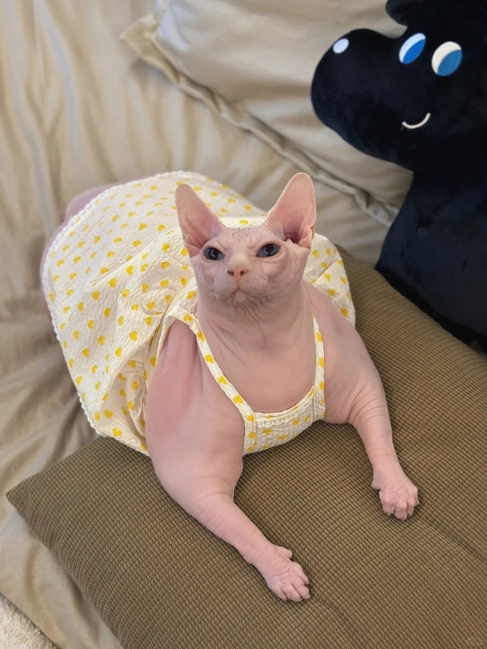 Покажи свою внутреннюю кошечку