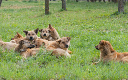 Из-за ненадлежащего отлова безнадзорных животных пострадал ребенок: что решил суд?