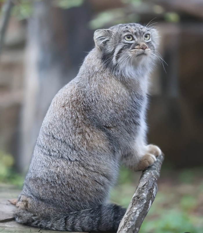 Кося с милым взглядом