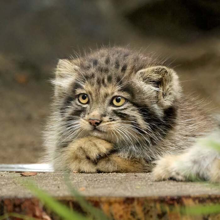 Отличник, мамина радость