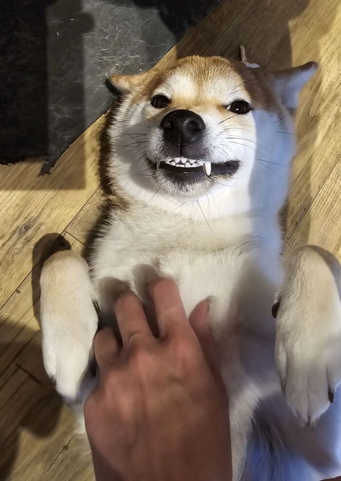 Все будет как попало! Я обещаю!))Это моя сиба) зовут Хана)