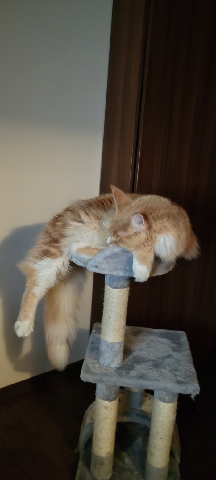 Котик вырос, а привычка осталось :)