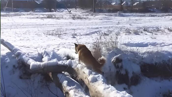 Как я на велосипеде до Волги ехал. День 3. Истринское вдхр. Попаданец