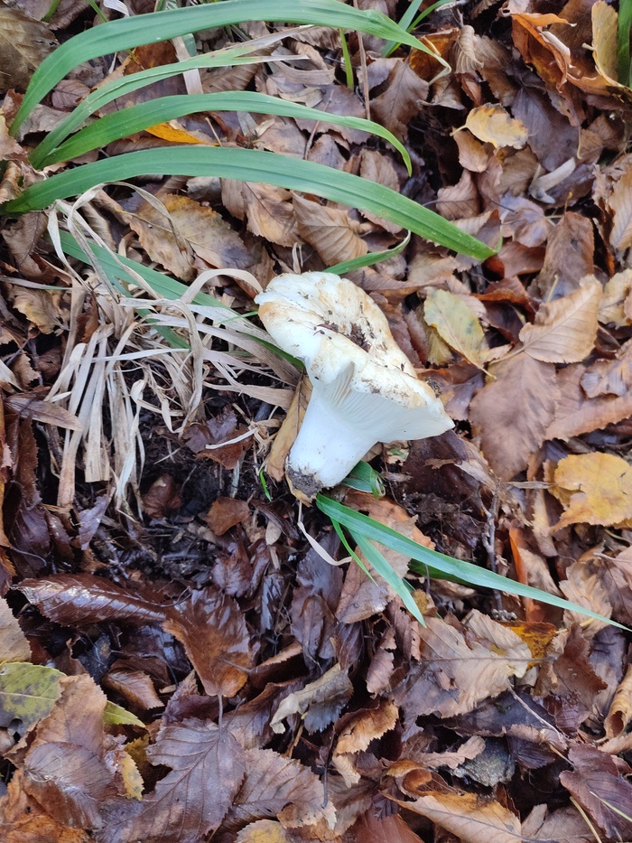 Что за гриб? В любом случае за слизнями доедать я бы не стал. Он сильно погрызен