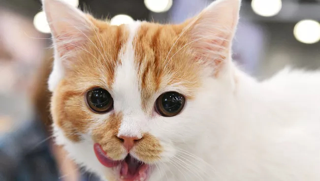 "Кот-двойник» устроил судебную битву двух хозяек"