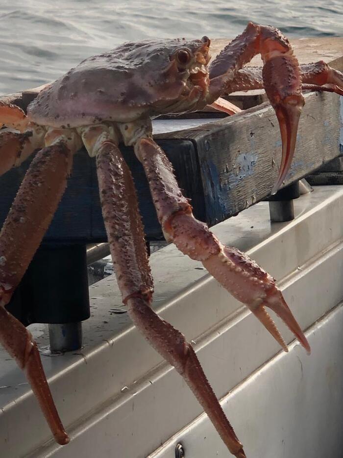 Камчатский краб