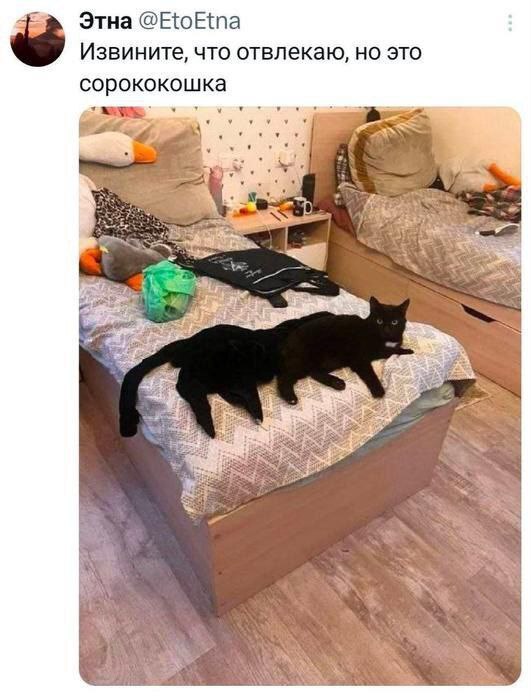Прошу прощения