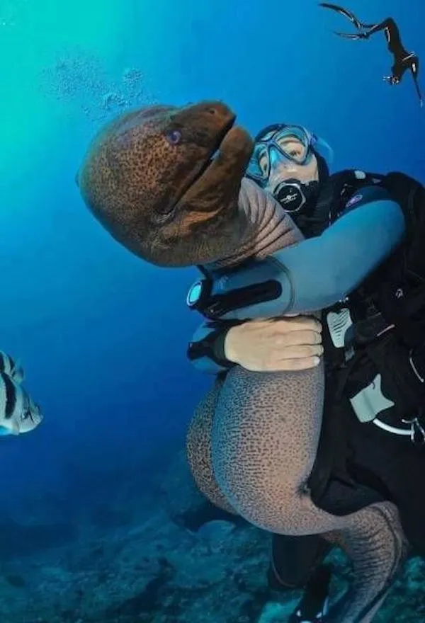 Обнимашки с муреной