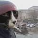 Аватар пользователя FunnyGarlic