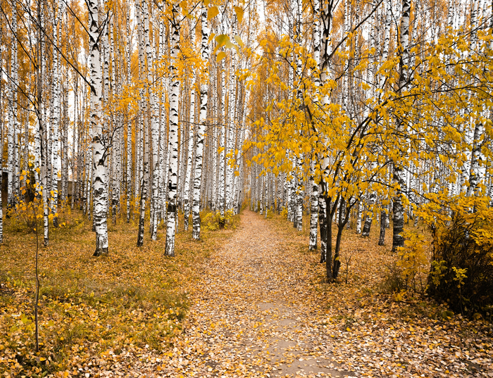 Вятская осень