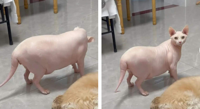 Какая у вас милая свин...