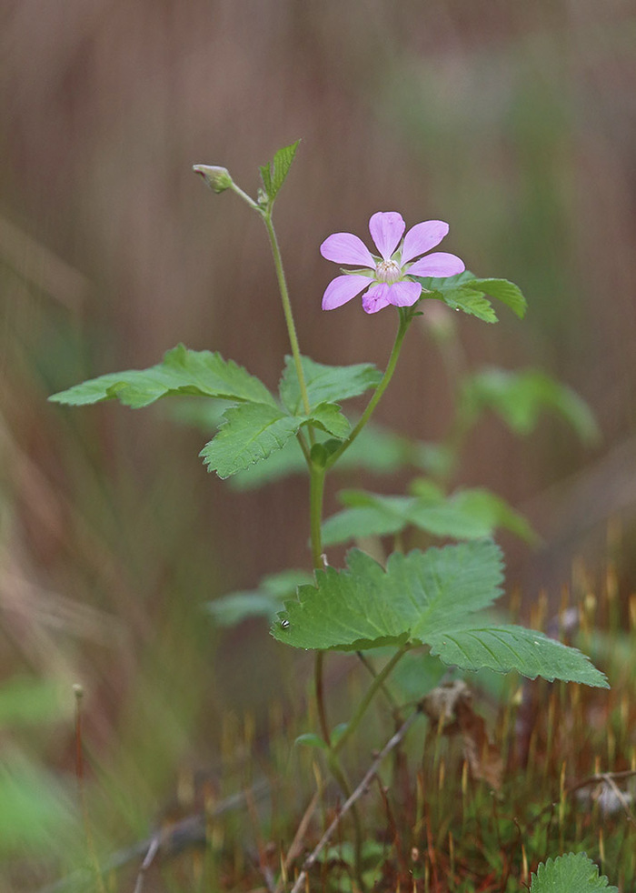 Княженика.  Фото Д. Кочеткова.