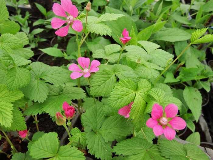 Цветущая княженика.  Фото с сайта <!--noindex--><a href="https://pikabu.ru/story/yagodyi_knyazhenika_13334080?u=http%3A%2F%2Ftravelask.ru&t=travelask.ru&h=321b25fd32432980d872fb7389b28bbc0fc68272" title="http://travelask.ru" target="_blank" rel="nofollow noopener">travelask.ru</a><!--/noindex-->.