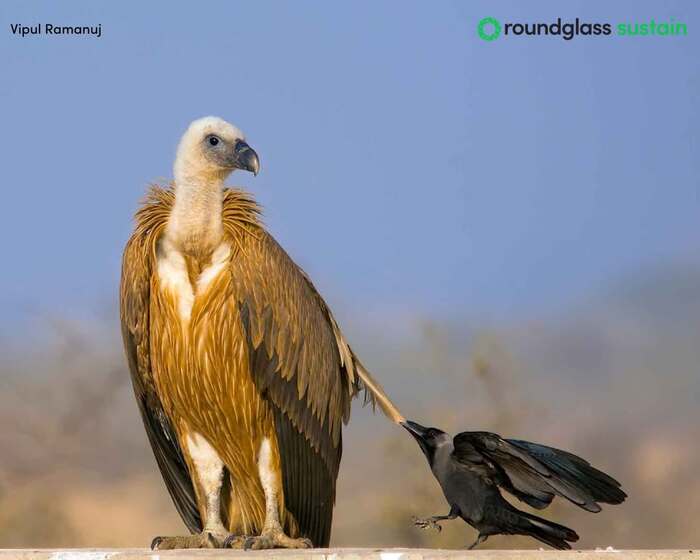 Дай пёрышко!