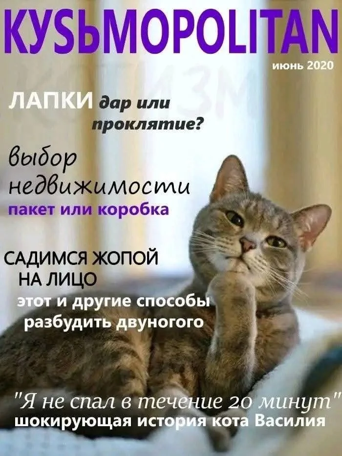 2020. When cats, not reptilians, ruled the universe. - Humor, cat, Media and press, Longpost, Cosmopolitan, Photoshop, Cover, Repeat